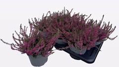 Calluna WiBo's Rot 17Ø 30cm