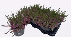 Calluna WiBo's Mix 17Ø 30cm