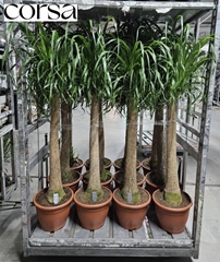 Beaucarnea Recurvata 32Ø 160cm