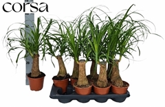 Beaucarnea Recurvata 14Ø 60cm