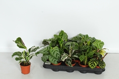 Calathea Mix 7Ø 15cm
