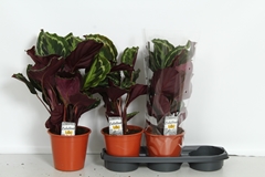 Calathea Medallion 19Ø 60cm