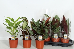 Calathea Mixed 4 Varietys 17Ø 60cm