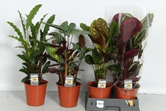 Calathea Mixed 4 Varietys 19Ø 70cm