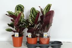 Calathea Shistar 19Ø 60cm