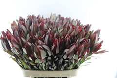 Leucadendron Safari Sunset 80cm