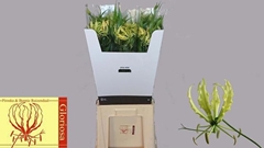 Gloriosa Lutea 80cm