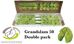 Anthurium Grand Slam 9cm Hd