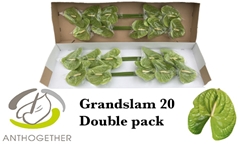 Anthurium Grand Slam 15cm Hd