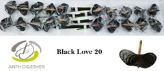Anthurium Black Love 9cm Hd