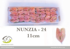 Anthurium Nunzia 11cm Hd
