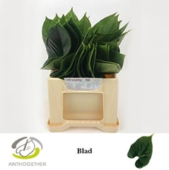 Anthurium Leaf Small 30cm 25cm Hd