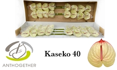 Anthurium Kaseko 11cm Hd