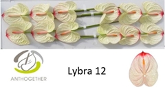 Anthurium Lybra 13cm Hd