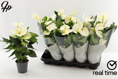 Anthurium Cocos 12Ø 48cm