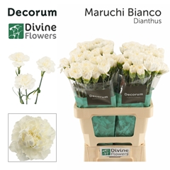 Dianthus Single Maruchi Bianco 60cm