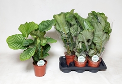 Calathea Orbifolia 17Ø 65cm