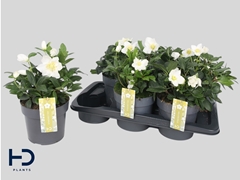 Helleborus Advent Star 17Ø 32cm