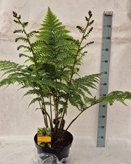 Cyathea Cooperi 29Ø 120cm