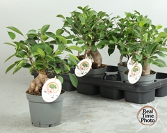Ficus Microcarpa Ginseng 12Ø 30cm