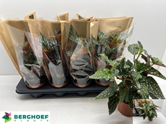 Begonia Foliage Maculata Spotlight Green 12Ø 30cm