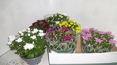 Chrysanth Mix 6 Mix 23Ø 27cm