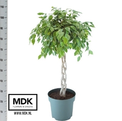 Ficus Benjamina Golden King 27Ø 120cm