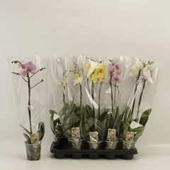 Phalaenopsis Mix 12Ø 60cm 1st