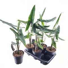 Alocasia Zebrina 14Ø 45cm