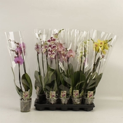 Phalaenopsis Mix 12Ø 70cm 2st