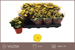 Kalanchoe Double Nolin Yellow 8Ø 15cm