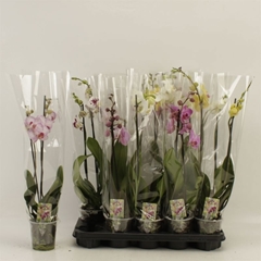 Phalaenopsis Mix 12Ø 60cm 2st