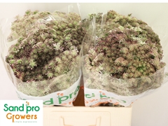 Daucus Carota Dara 60cm