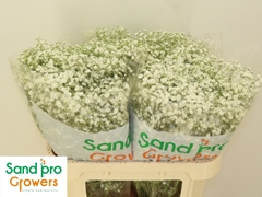 Gypsophila Paniculata Xlence 70cm 25gr.