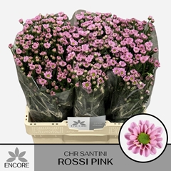 Chrysanth Santini Rossi Pink 55cm 32gr.