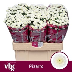 Chrysanth Santini Pizarro 55cm 42gr.