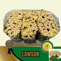 Chrysanth Santini Lawson 55cm 44gr.