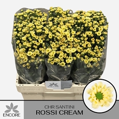 Chrysanth Santini Rossi Cream 55cm 28gr.