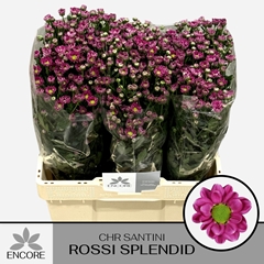 Chrysanth Santini Rossi Splendid 55cm 32gr.