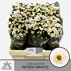 Chrysanth Santini Rossi White 55cm 34gr.