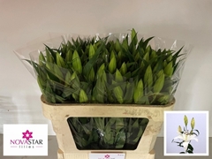 Lily Oriental Moscow 80cm 3+