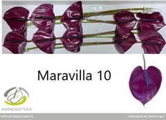 Anthurium Maravilla 15cm Hd