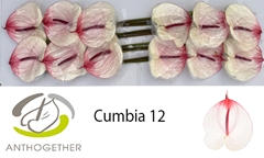 Anthurium Cumbia 13cm Hd