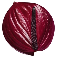 Anthurium Maravilla 11cm Hd