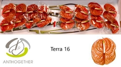 Anthurium Terra 11cm Hd
