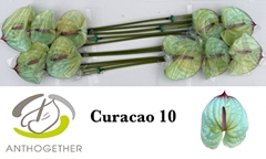 Anthurium Painted Curacao 15cm Hd