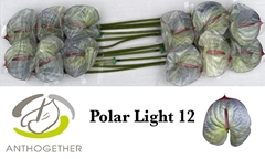 Anthurium Painted Polar Light 13cm Hd