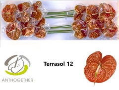Anthurium Terrasol 13cm Hd