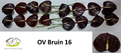 Anthurium Brown 11cm Hd