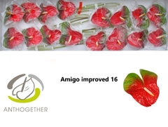 Anthurium Amigo Improved 11cm Hd